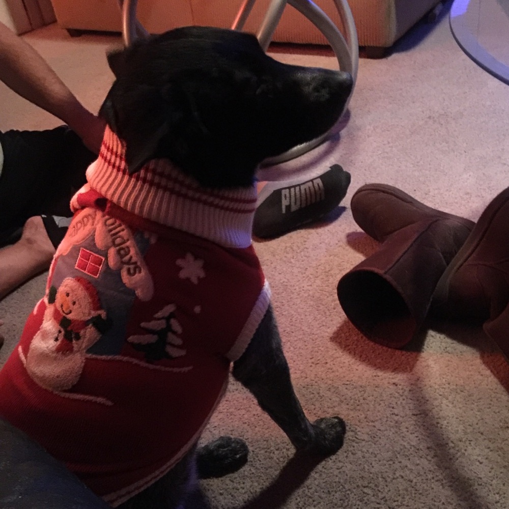 Doggy holiday sweater